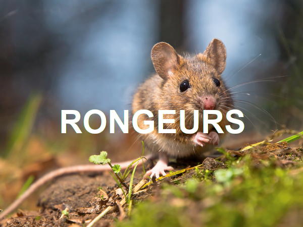 rongeurs